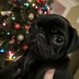Greta - Black female Pug puppy in Indian Trail, North Carolina from Love Pugs