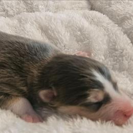 Vixey - Blue female Pomsky puppy in Stover, Missouri from Lx2 County Line Pomskies