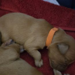 Golden Retriever Puppies from Mountain View Kennel