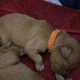 Golden Retriever Puppies from Mountain View Kennel