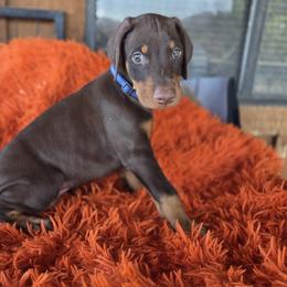Blue collar - Red and rust male Doberman Pinscher puppy in Santa Clarita, California from Riviera Dobermans