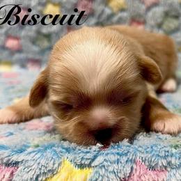 Biscuit - Liver and white male Shih Tzu puppy in Hemet, California from Aloha Shih Tzu