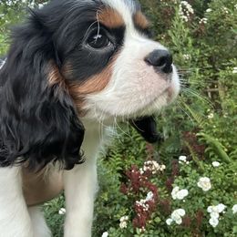 LOKI - Tri-color male Cavalier King Charles Spaniel puppy in Pennsylvania from iHeart Cavaliers