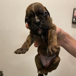 Phoenix - Brindle female Boxer puppy in Custer, South Dakota from Tracy's Boxers
