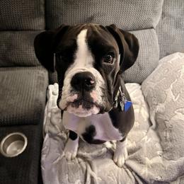 Boxer All Grown Up from Rorschach Boxers