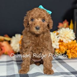 Tinsel - Red  female Poodle puppy in St George, Utah from Crimson Ridge Poodles