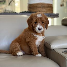 Autumn - Red  female Goldendoodle puppy in Brooksville, Florida from Abby’s Standard Goldendoodles