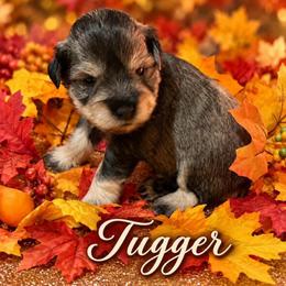 Tugger - Salt and pepper male Miniature Schnauzer puppy in Daisetta, Texas from Winfree’s Schnauzers