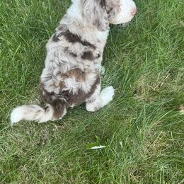 Bernedoodle Puppies from Lovey Dovey Bernedoodles