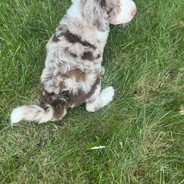 Bernedoodle Puppies from Lovey Dovey Bernedoodles