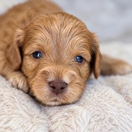Rocker boy - Apricot male Cavapoo puppy in Yuciapa, California from AlltheDoodlez_