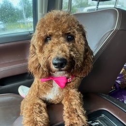 Simba - Goldendoodle