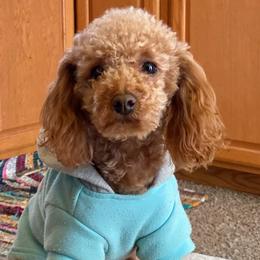 Poodles from Puppies By CHARMM