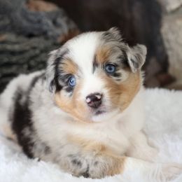 May (SKY), Blue Merle Female - Blue merle Miniature Australian Shepherd puppy in Ocala, Florida from Silver River Mini Aussies
