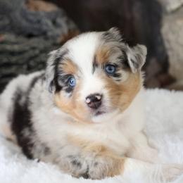 May (SKY), Blue Merle Female - Blue merle Miniature Australian Shepherd puppy in Ocala, Florida from Silver River Mini Aussies