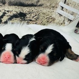 Male 4 - Black rust and white male Bernese Mountain Dog puppy in Harrisburg, North Carolina from Bunn Ranch Goldens & Bernese