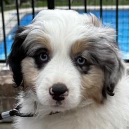 CANDY - Miniature American Shepherd puppy from Sweetheart Aussies