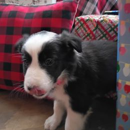 Dottie - Black and white female Border Collie puppy in Dundy County, Nebraska from Stag Valley Homestead
