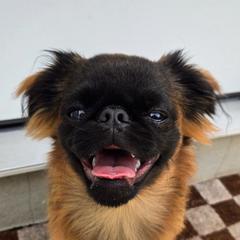 Murphy - Brussels Griffon