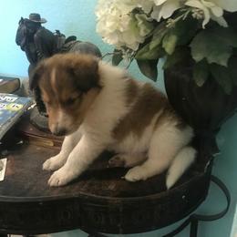 Collie Puppies from Regal Lassie's
