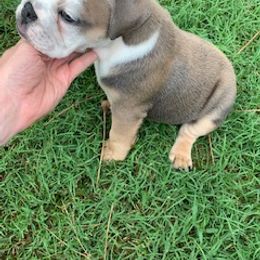 English Bulldog Puppies from Brady’s Bulldogs