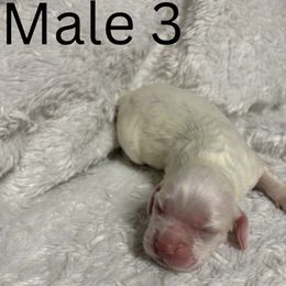 Boy 3 - Cream male Cocker Spaniel puppy in Phil Campbell, Alabama from Clark’s Cocker Spaniels