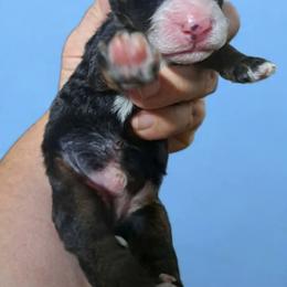 Beau - Tri-color male Bernedoodle puppy in Lafayette, Alabama from Williams Lake Kennels