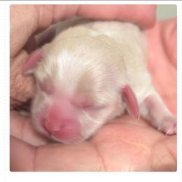 Hailey - Cream female Lhasa Apso puppy in Fort Worth, Texas from Cynthia's Lhasa Apsos