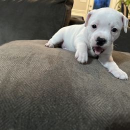 Staffordshire Bull Terrier Puppies from Lucky Staffs