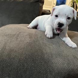 Staffordshire Bull Terrier Puppies from Lucky Staffs