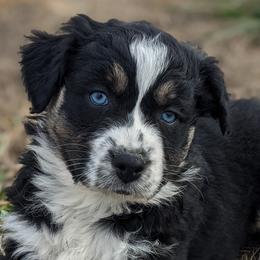 Girl 2 - Black Australian Shepherd puppy in Touchet, Washington from Frog Hollow Aussies