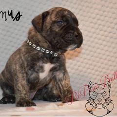 Maximus - Black male Perro de Presa Canario puppy in El Paso, Texas from PaPaws Gotta Love It Kennels
