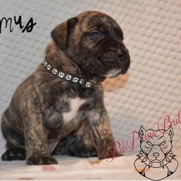 Maximus - Black male Perro de Presa Canario puppy in El Paso, Texas from PaPaws Gotta Love It Kennels