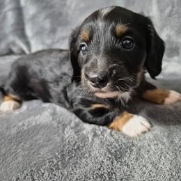 Marcus - Blue and tan male Dachshund puppy in Aiken, South Carolina from Paragon Puppies