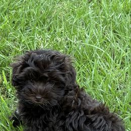 JP orange - Brown male Schnoodle puppy in Benson, North Carolina from A Bundle of Love