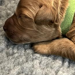 "Girl ready to go home February 2023" Goldendoodle Puppies from Missoula Family Goldendoodles