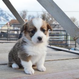 Pembroke Welsh Corgi Puppies from Farm Charm Corgis
