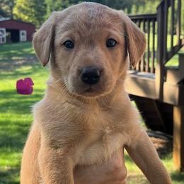Purple collar female - Yellow female Labrador Retriever puppy in Stokesdale, North Carolina from Belews Creek Gundogs