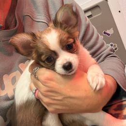 Willow - Black sabled fawn female Chihuahua puppy in Canton, Texas from Heavenly Chihuahua