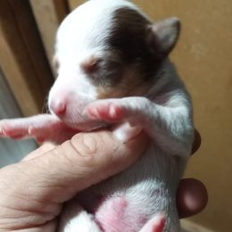 Chihuahuas from Home for Paws Harbor
