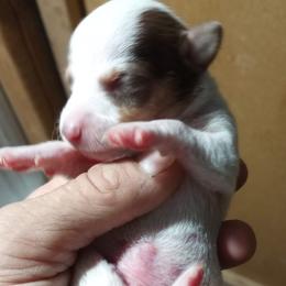 Chihuahuas from Home for Paws Harbor