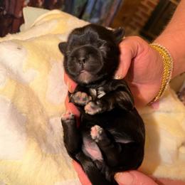 Yam - Blue and white female Shih Tzu puppy in Citrus Heights, California from The Lion dog Shih Tzu