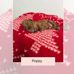Poppy - Red  male Goldendoodle puppy in Las Vegas, Nevada from Bridges Goldendoodles