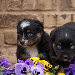 Miniature Australian Shepherd Puppies from Infinity Aussies