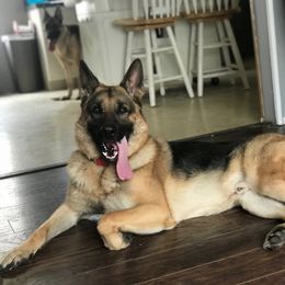 German Shepherd All Grown Up from Angel Oak German Shepherds