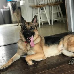 German Shepherd All Grown Up from Angel Oak German Shepherds