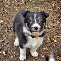 Puddle - Tri-color female Border Collie puppy in Menasha, Wisconsin from Little Rose Retrievers