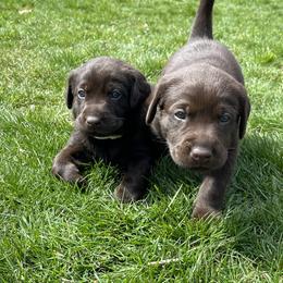 Labrador Retriever Puppies from Burks Retrievers