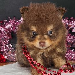Pepper's Ready Aim Fire - Chocolate and tan female Pomeranian puppy in Plant City, Florida from Pepper's Pomeranians