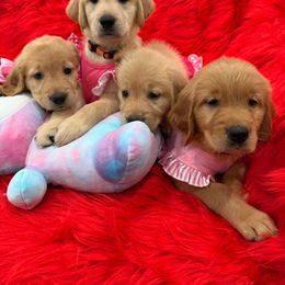 Golden Retriever Puppies from American True Golden retriever